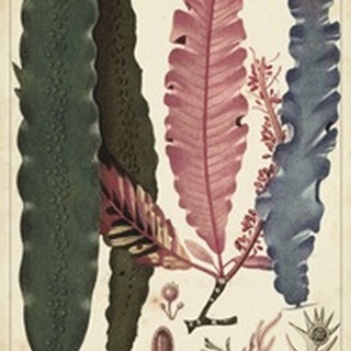 Turpin Seaweed II