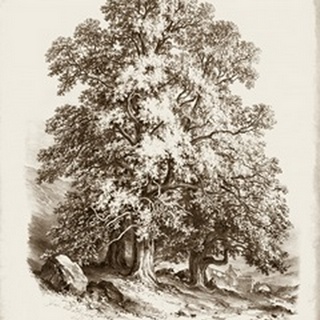 Sepia Sycamore Tree