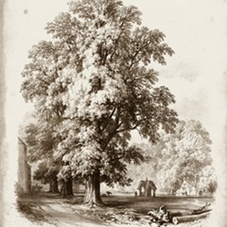 Sepia Elm Tree
