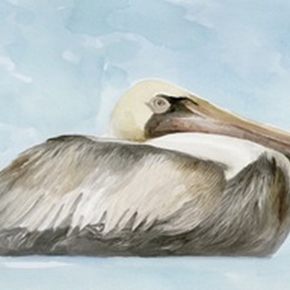 Soft Brown Pelican I