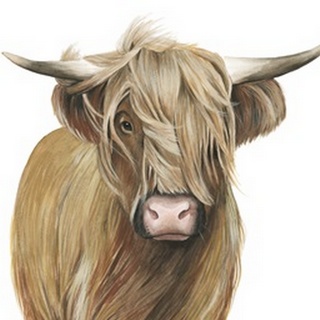 Highland Cattle I