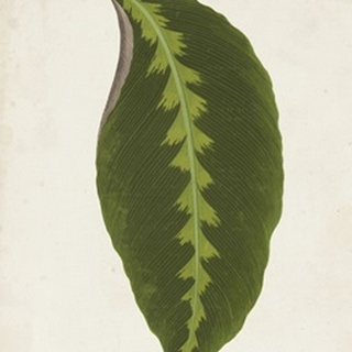 Graphic Leaf I