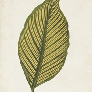 Graphic Leaf II