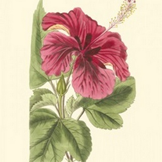 Antique Hibiscus I
