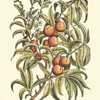 Peach Tree Branch