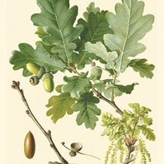 Acorns and Foliage II