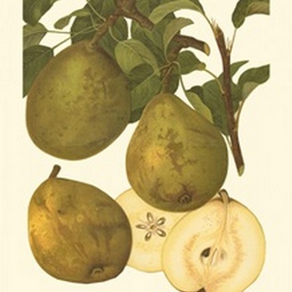 Pear Varieties I