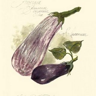 Aubergine Eggplant