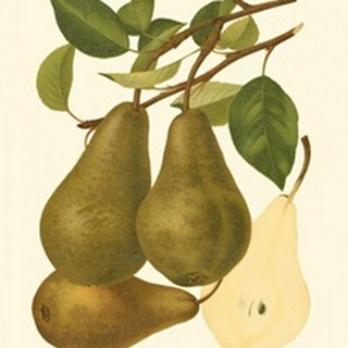 Pear Varieties IV