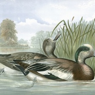 American Wigeon Ducks