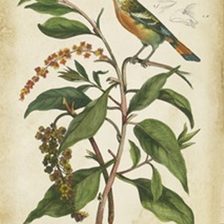 Antique Bird in Nature IV