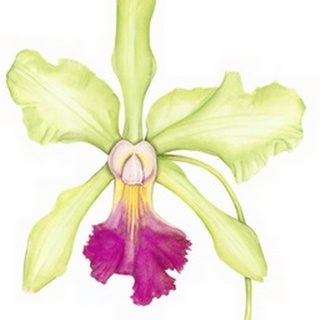 Orchid Beauty III