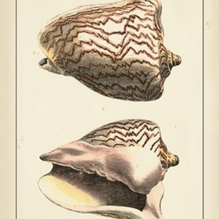 Antique Diderot Shells VI