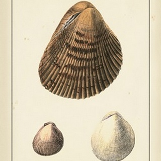 Antique Diderot Shells II