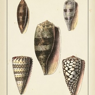 Antique Diderot Shells IV