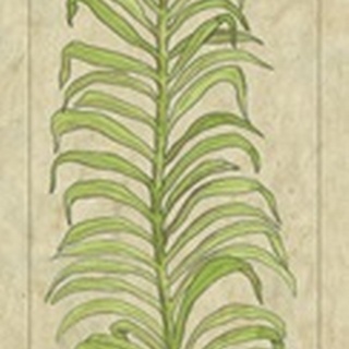 Palmae Leaf