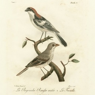 Antique French Birds II