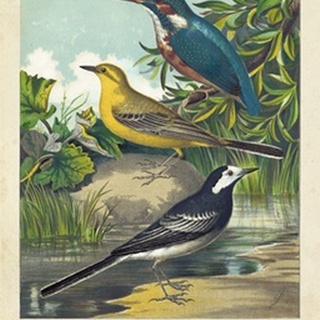 King-fisher and Wagtails