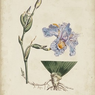 Lavender Curtis Botanicals IV