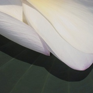 Lotus Detail II