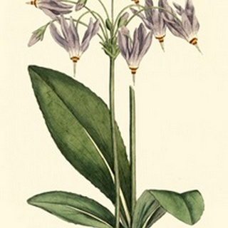 Lavender Florals III
