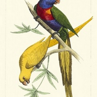 Lemaire Parrots IV