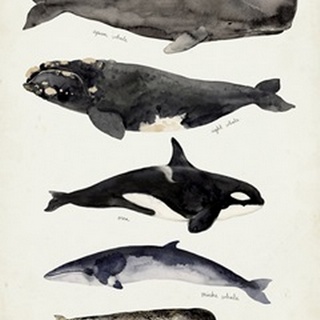 Whale Chart I