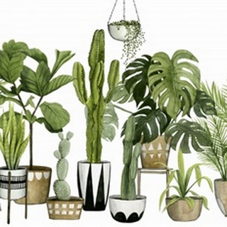 Plant Haven Collection A