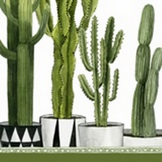 Plant Haven Collection B