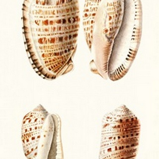 Lamarck Shells VIII