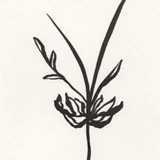Ink Botanical Sketch I