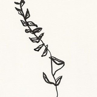 Ink Botanical Sketch IX