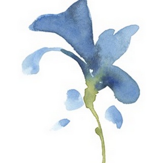 Striking Blue Iris V