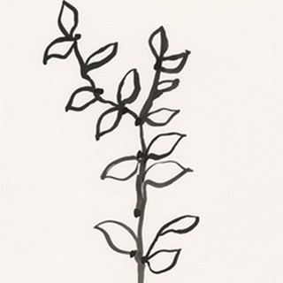 Ink Botanical Sketch X