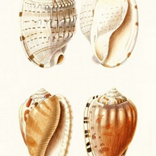 Lamarck Shells VII