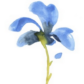 Striking Blue Iris VI