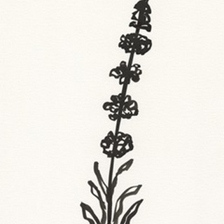Ink Botanical Sketch VII