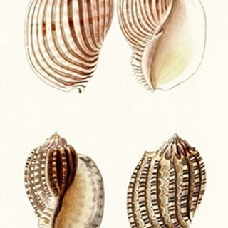 Lamarck Shells V