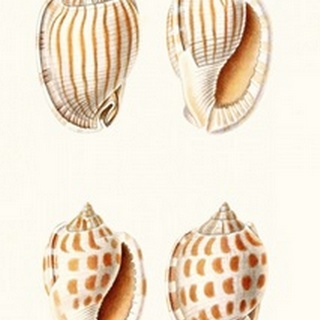 Lamarck Shells I