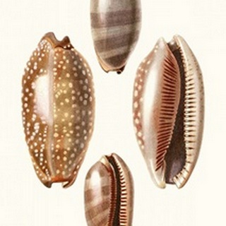 Lamarck Shells II