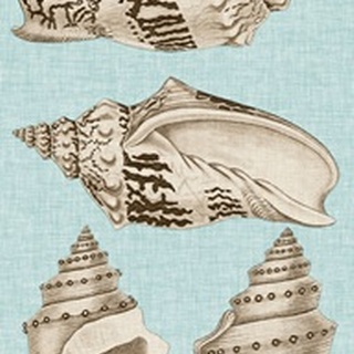 Sepia & Aqua Shells IV