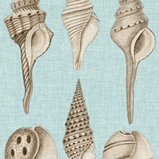 Sepia & Aqua Shells II