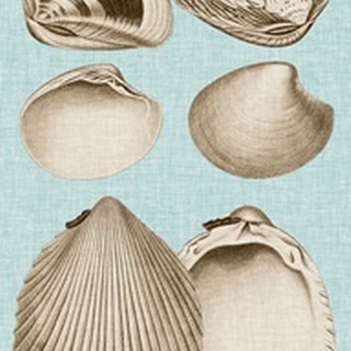 Sepia & Aqua Shells IX
