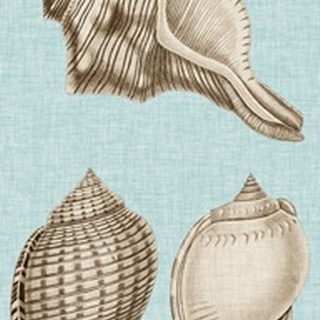 Sepia & Aqua Shells V