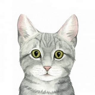 Cat Portrait III