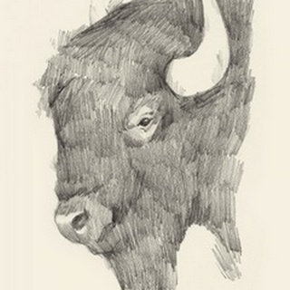 Buffalo Sketch II