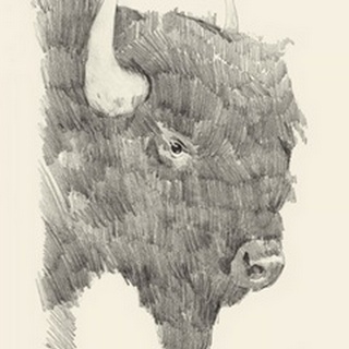 Buffalo Sketch I