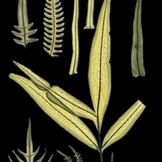 Ferns on Black I