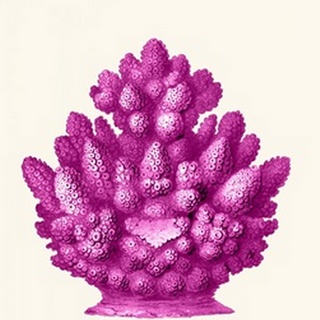 Haeckel Hexacoralla Coral Pink