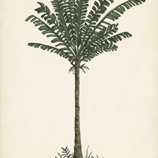 Palm Tree Study IV